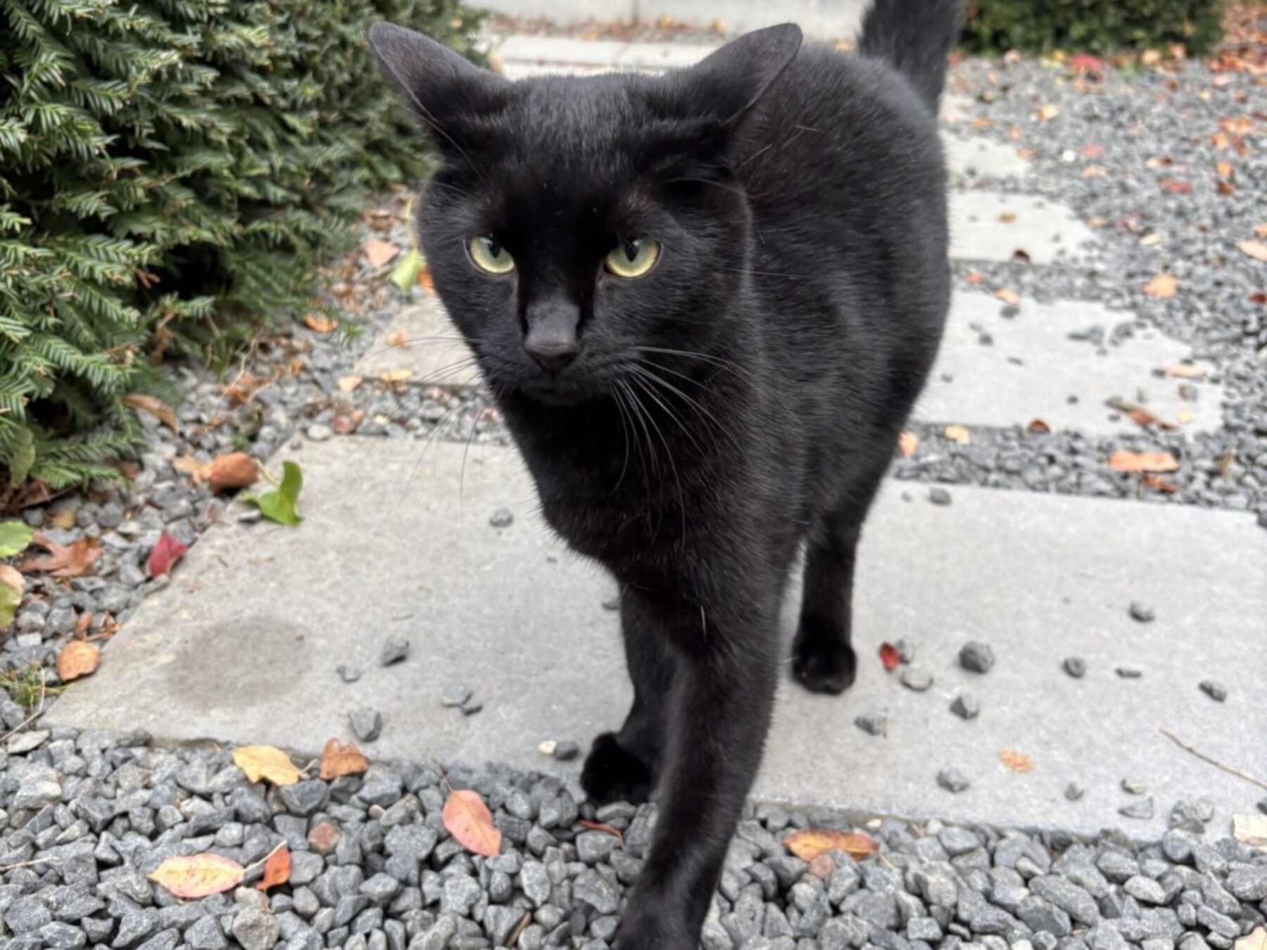 Heb jij Kees gezien? Dit huisdier wordt in Vught vermist