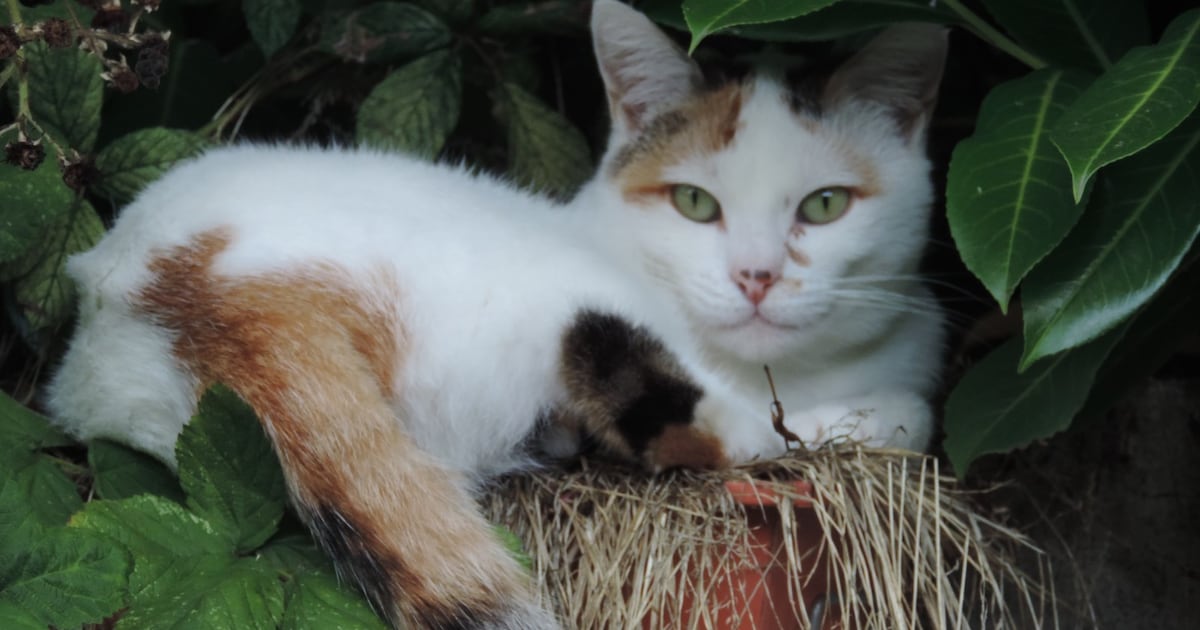 Heb jij Simba, Ollie of Ayrin gezien? Deze zeven huisdieren worden in Breda vermist