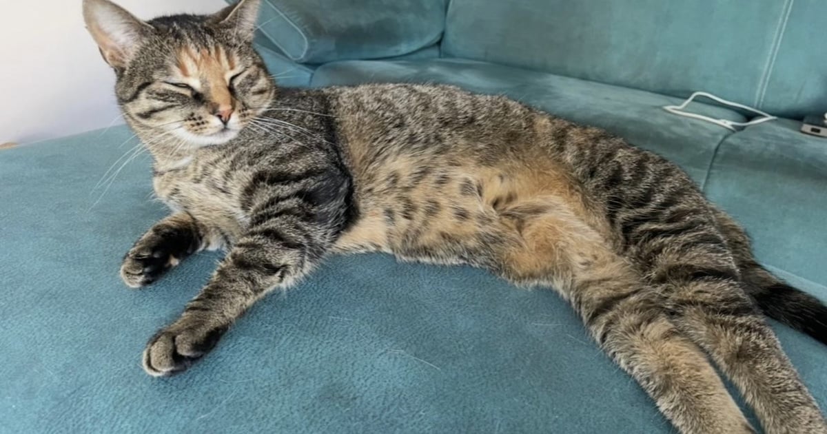 Heb jij Milo of Minoes gezien? Deze twee huisdieren worden in Vught vermist