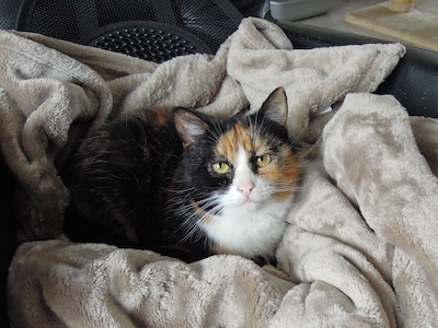 Dier van de week: Rainy is een kletskous met een fluffy vacht die zich maar al te graag laat aaien