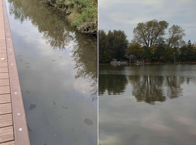 Volgens raadslid had communicatie over olielek in Heusdense haven eerder gemoeten: ‘Te makkelijk’