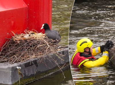 Jonge meerkoet herenigd met moeder na reddingsactie van brandweer in Helmond