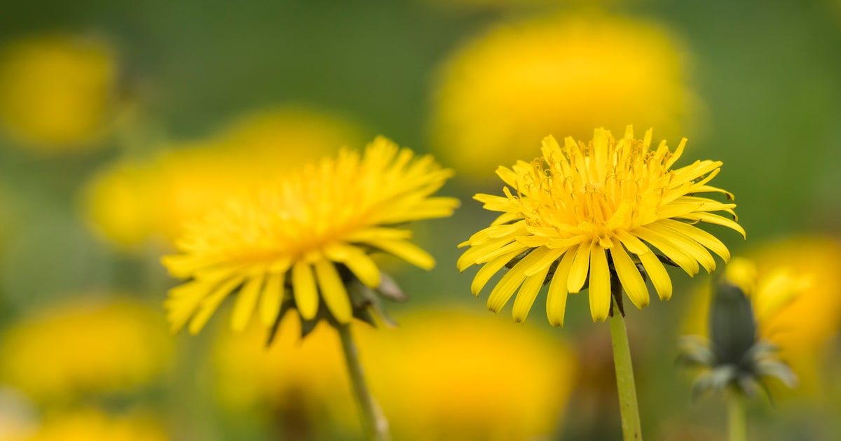 IVN houdt stadsplantenwandeling in Breda