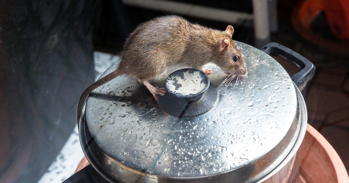 Rat rukt op in Hilvarenbeek: vorig jaar hoogste aantal meldingen sinds in elk geval 2014