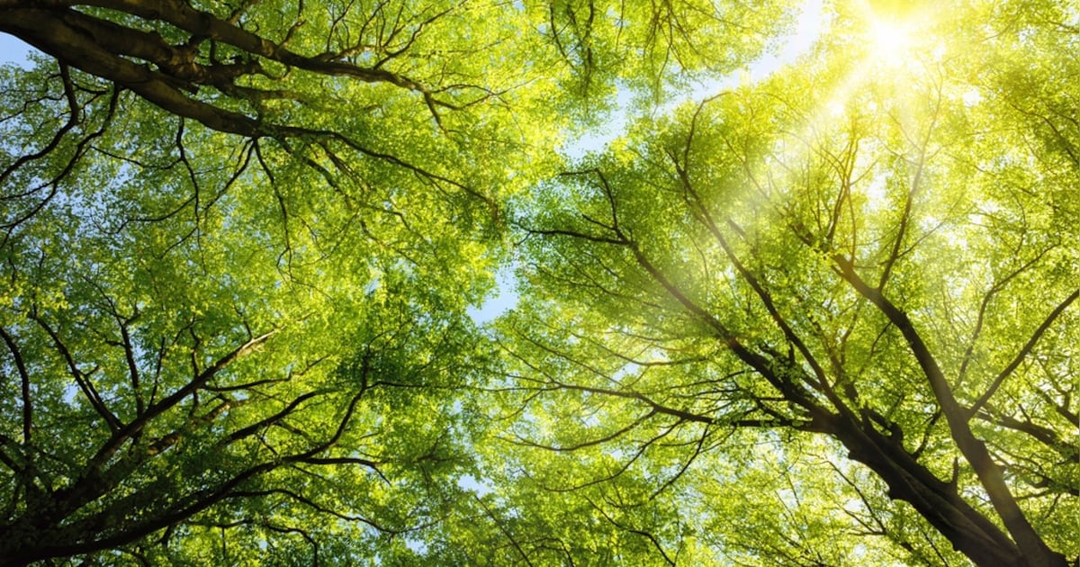 Gemeente Reusel-De Mierden plant 160 nieuwe bomen