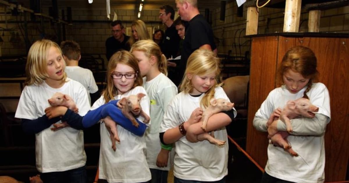 Kijkje bij Hoeven Varkenshouderij in Schijndel