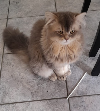 Heb jij Finnley gezien? Dit huisdier wordt in Boxtel vermist