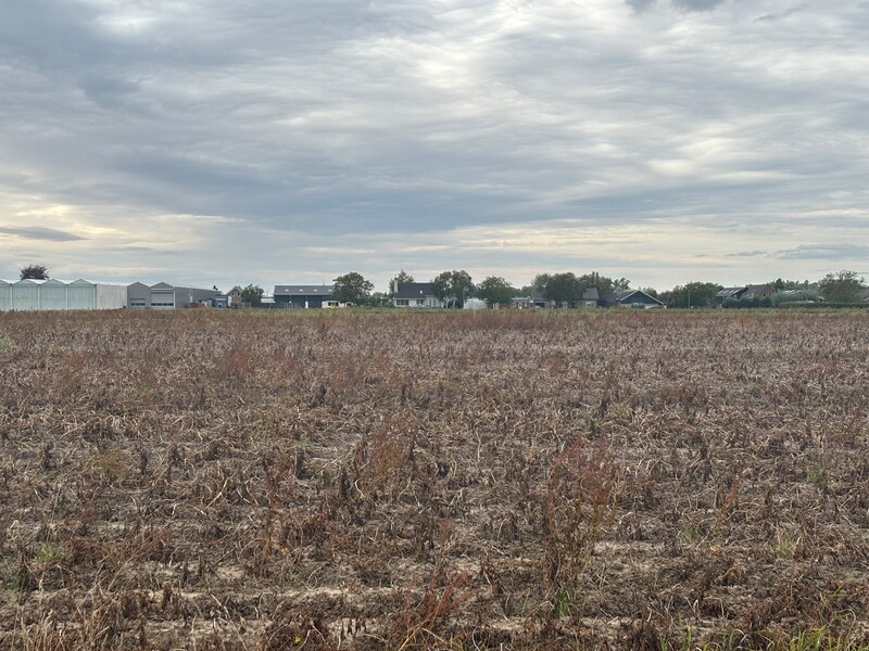 De akker achter het Cambium College. Het groen is inmiddels afgestorven.