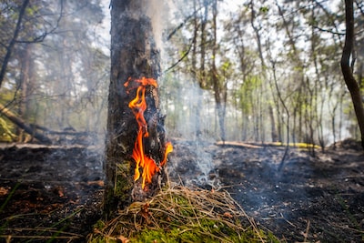 Brandweer geeft code rood af voor natuurbranden, en het is nog niet eens zomer: waarom nú al?