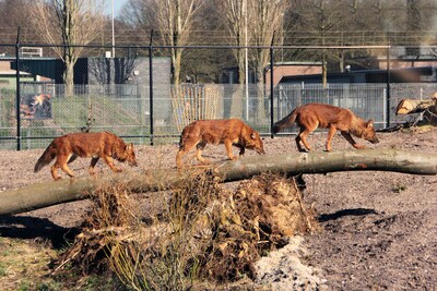 Drama rond hereniging rode honden in dierenpark: twee mannetjes dood na aanval roedel vrouwtjes