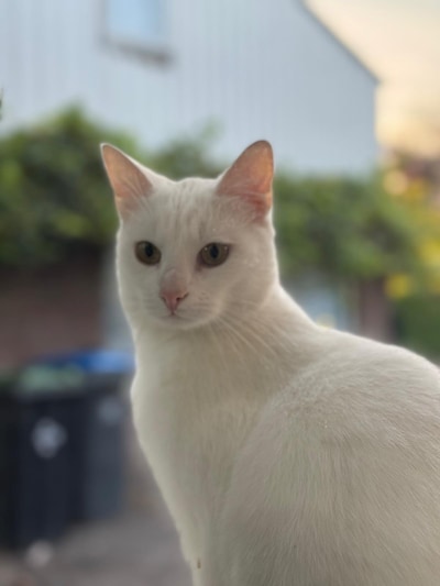 Heb jij Hope of Witje gezien? Deze twee huisdieren worden in Maasdriel vermist
