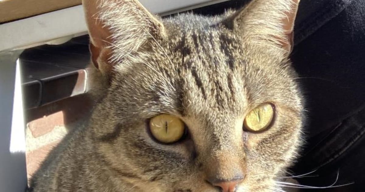 Heb jij Lex gezien? Dit huisdier wordt in Oisterwijk vermist