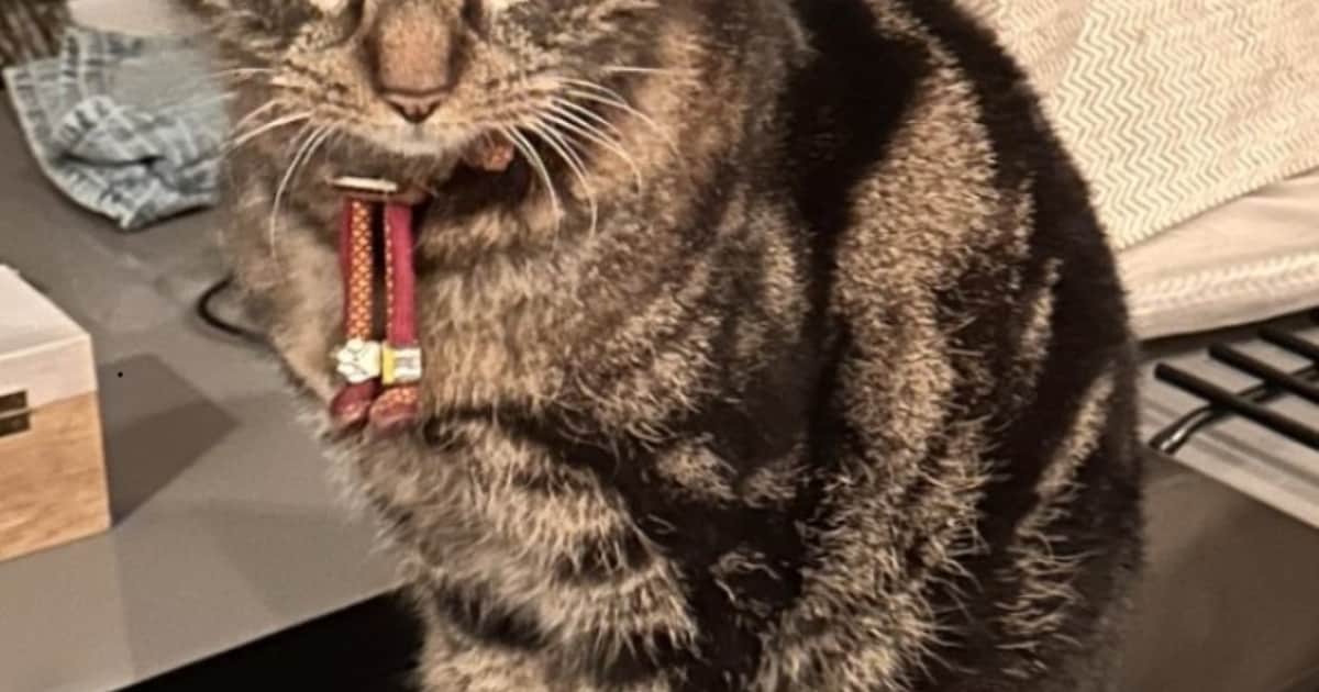 Heb jij Tobias, Sammie of Bloem gezien? Deze zes huisdieren worden in Oisterwijk vermist