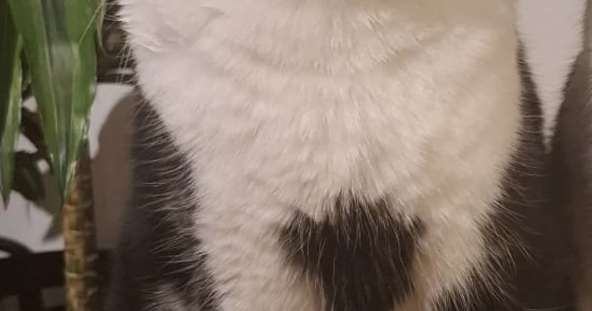Heb jij Simba, Lola of Pluis gezien? Deze drie huisdieren worden in Goirle vermist