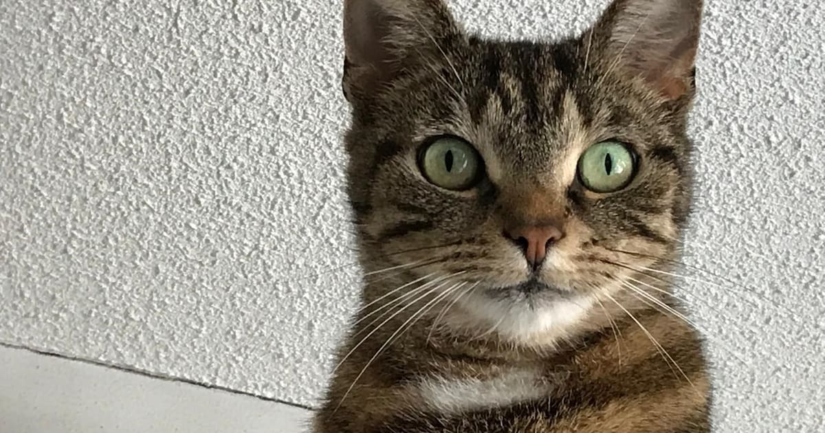 Heb jij Saartje of Zwartje gezien? Deze twee huisdieren worden in Zaltbommel vermist