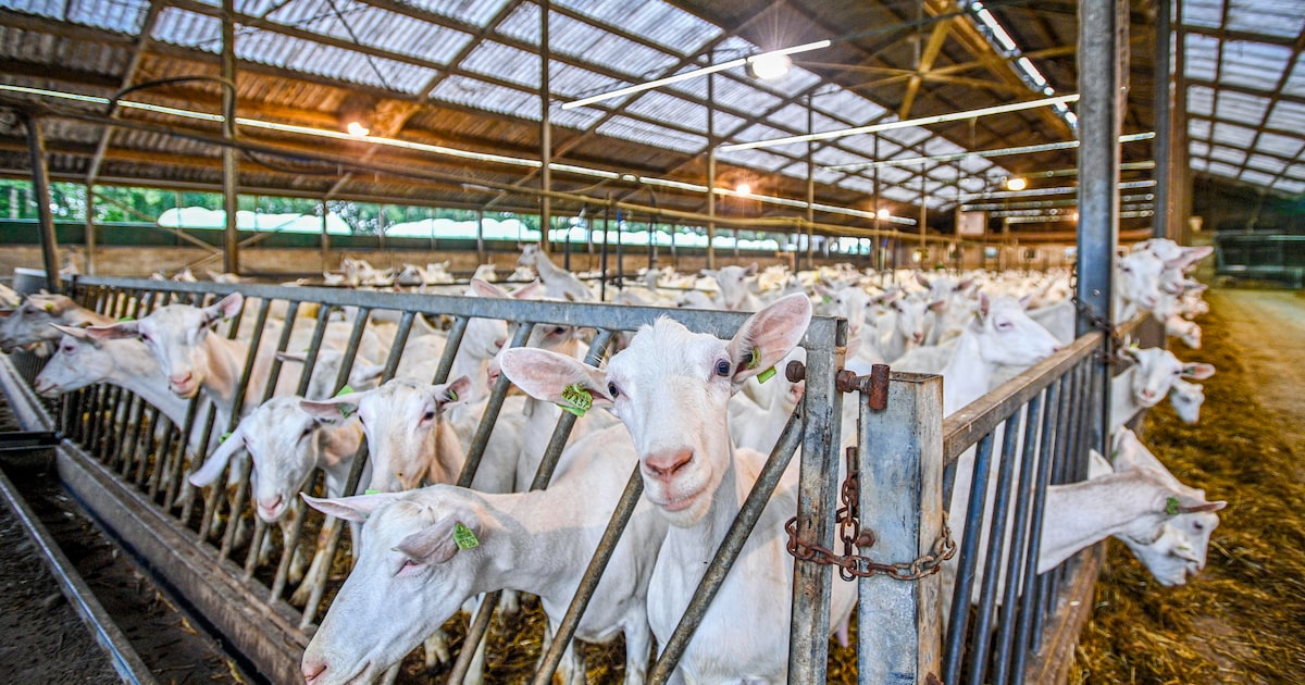Maasdriel grijpt in bij groot geitenbedrijf: ‘Grote kans dat vergunningen worden gebruikt voor straf