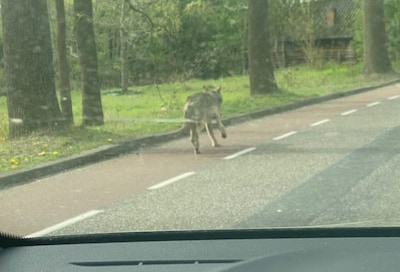 Wolf duikt op in Goirle, zwalkend over de Abcovenseweg: ‘We hebben hem in beeld’