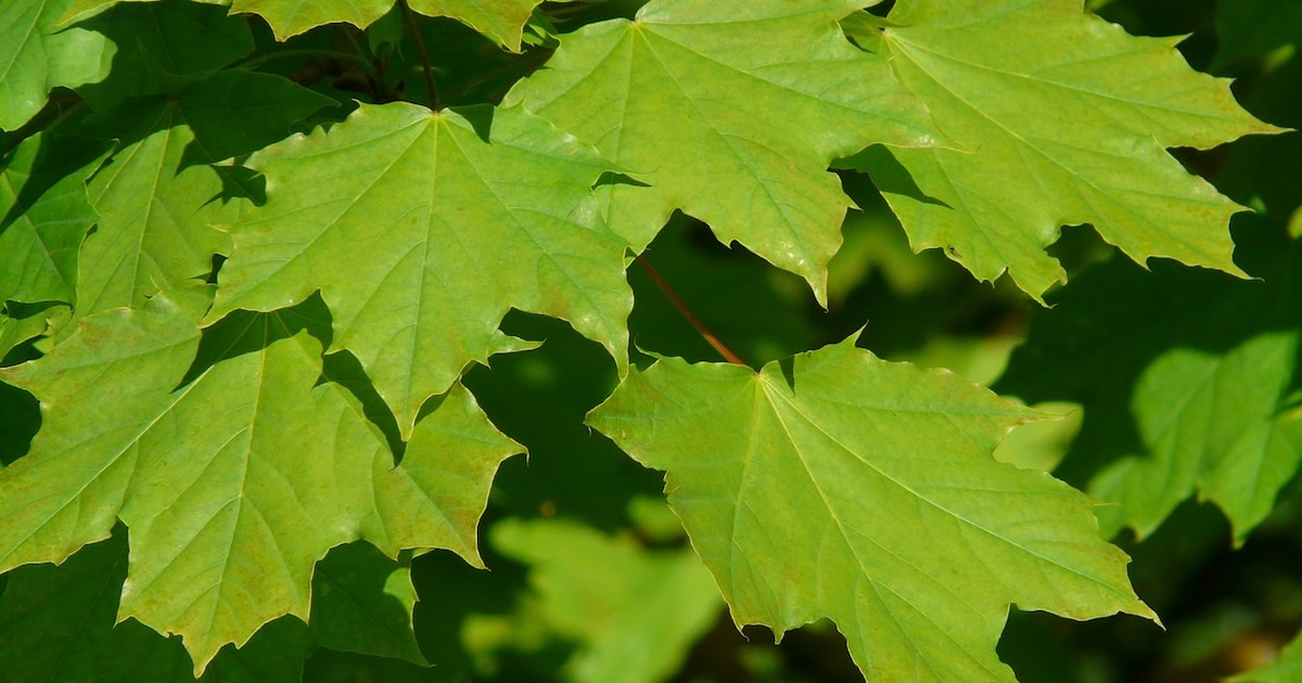 Gratis bomen, struiken en heggen ophalen in Rosmalen op 12 december