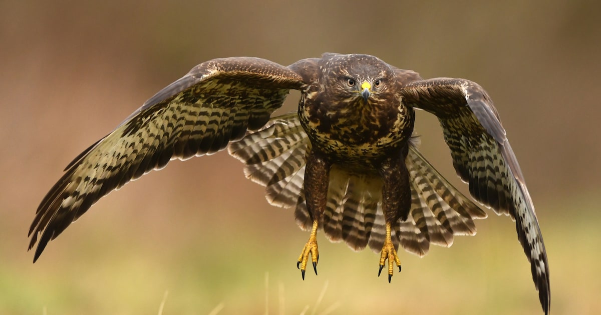 Agressieve buizerd valt mensen in de rug aan in Den Dungen: gemeente geeft opvallend advies