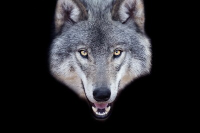 Als schapenhouder zeg ik: lang leve de wolf!