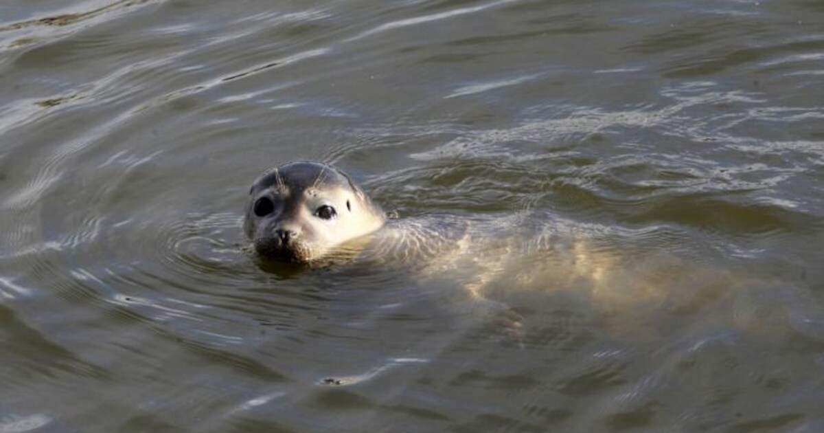 Zeehond in de Maas bij Heerewaarden