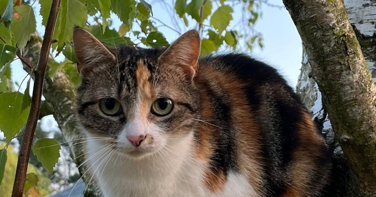 Heb jij Zus gezien? Dit huisdier wordt in Oirschot vermist