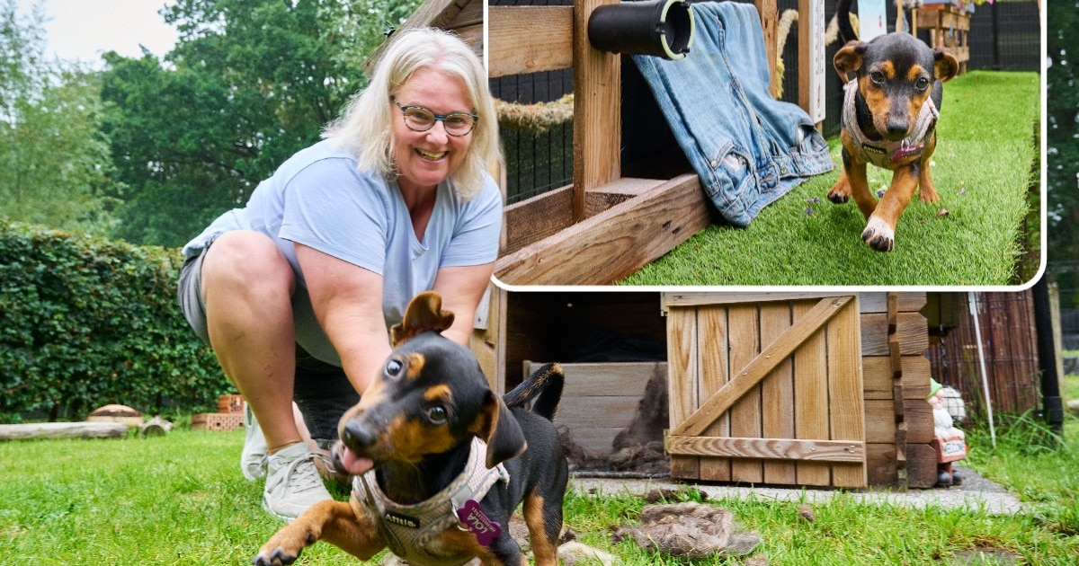 Schapenwol, oude spijkerbroeken en kaneel: in Sabines snuffeltuin wordt een hond moe van het ruiken