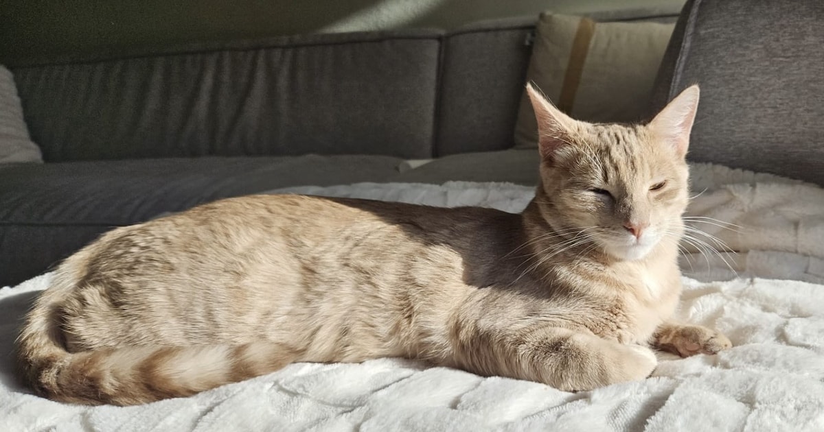 Heb jij Fenix gezien? Dit huisdier wordt in Boxtel vermist