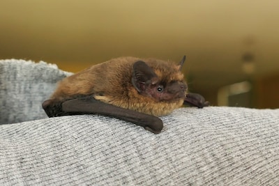 Vleermuis houdt sloopt oude gemeenschapshuis in Haaren nog even tegen: ‘Krijgt drie maanden om zich 