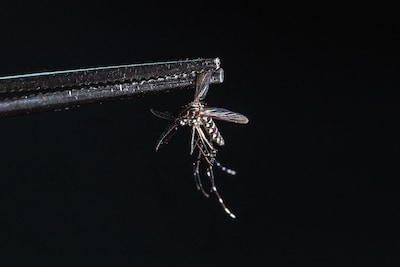 Nederlanders minder vaak besmet met dengue, maar Mai Lin vergeet de hel niet: ‘Ik werd lijkbleek binnengebracht’