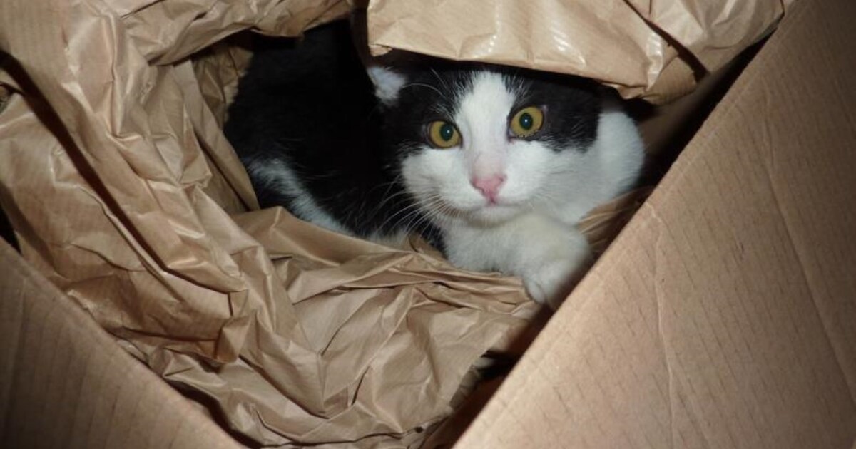 Heb jij Dirk, Japie of Nala gezien? Deze drie huisdieren worden in Oss vermist