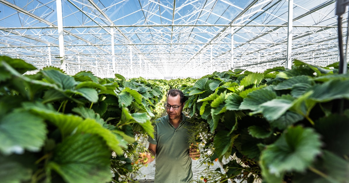 Eigenaar Betuwse aardbeiengigant over enorme klapper in de tuinbouwwereld: ‘Zeer geavanceerde kassen