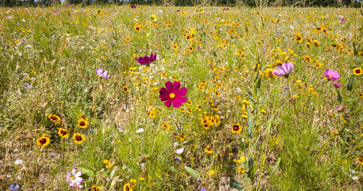 Gratis wildpluklezing en kruidenwandeling met IVN-natuurgids Sint Oedenrode