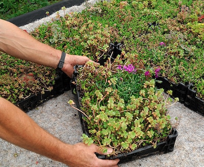 Is sedum kweken agrarisch of niet? Die vraag kan grote gevolgen hebben voor kwekerijen