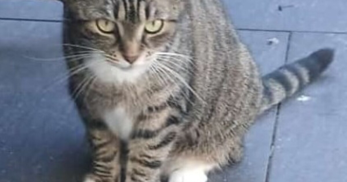 Heb jij Luna, Dolly of Lola gezien? Deze drie huisdieren worden in Maashorst vermist