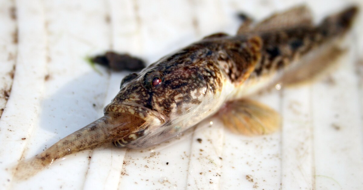 Uitheemse grondels veroveren Maas en Waal