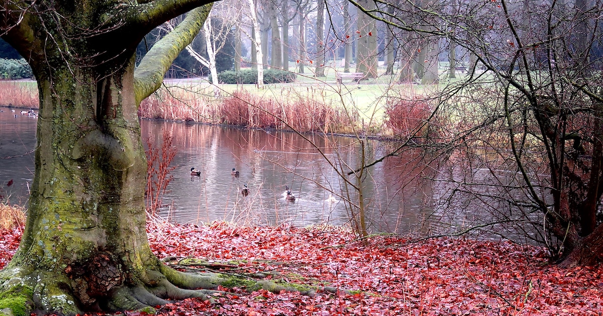 Herfstwandeling langs Goorsebrug en Lungendonkse brug