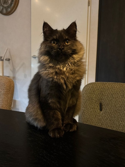 Heb jij Saar, Charlie of Donja gezien? Deze drie huisdieren worden in Maasdriel vermist
