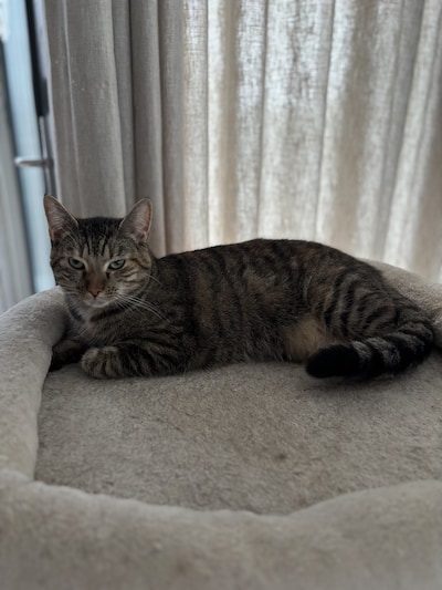 Heb jij Ginny, Luka of Julius gezien? Deze vijf huisdieren worden in Maasdriel vermist
