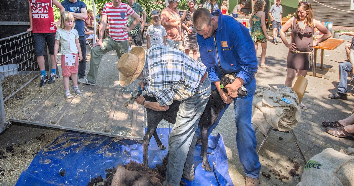 Drukte bij schapenscheren in Esbeek