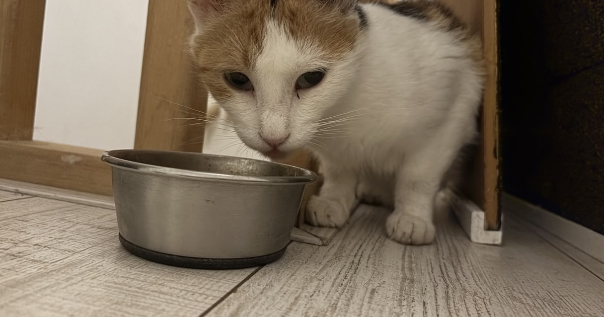 Heb jij Jessy of Evi gezien? Deze twee huisdieren worden in Bernheze vermist