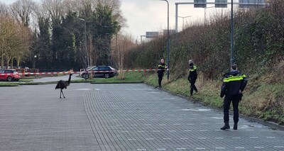 Deze ‘vreemde vogel’ paradeert ineens door Prinsenbeek, scholier Elliott schiet agenten te hulp: ‘Ik
