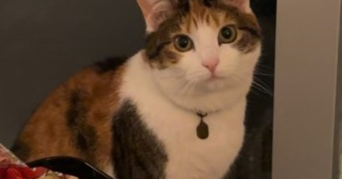 Heb jij Neelix of Tara gezien? Deze twee huisdieren worden in Heusden vermist