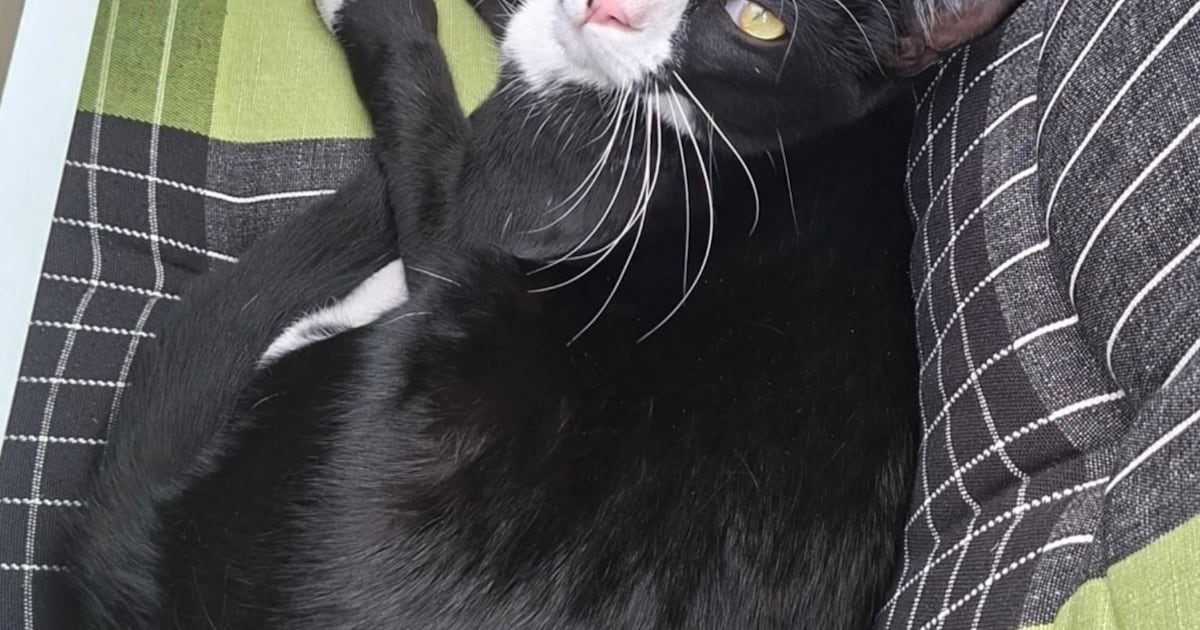 Heb jij Tijger gezien? Dit huisdier wordt in Alphen-Chaam vermist