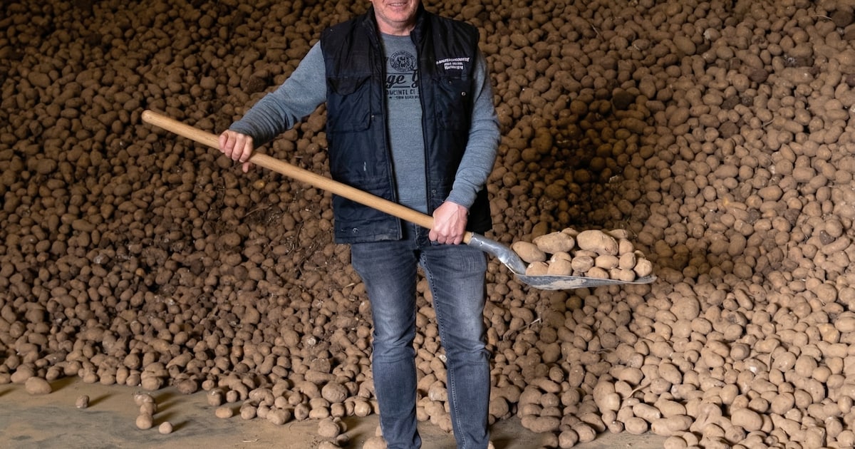 Kwart miljoen kilo piepers van boer René wacht op vernietiging: ‘Een prijs van nul cent nog nooit me