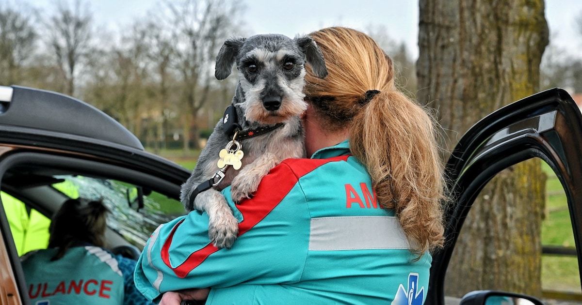 Auto botst tegen boom in Oisterwijk, bestuurder naar ziekenhuis: hondje Doedel ongedeerd