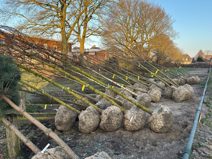 duizend-nieuwe-bomen-in-de-bossche-straten-fantastisch-dat-zoveel