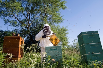 Imker uit Mierlo vecht dwangsom aan: rechter verbaasd dat bijen geen ‘agrarische activiteit’ zouden 