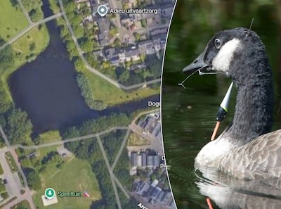 Gans in Eindhoven zwemt rond met dobber dwars door kop, omwonenden maken zich zorgen