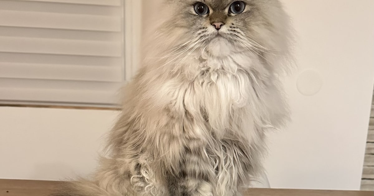 Heb jij Henkie of Coco gezien? Deze twee huisdieren worden in Heusden vermist